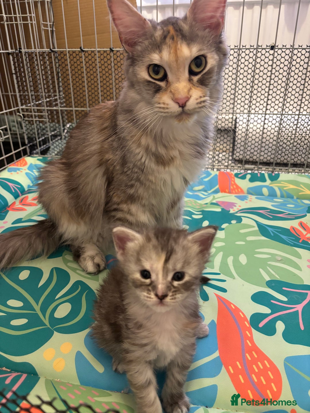 Maine Coon cats for sale: TICA Registered Maine Coon Kittens - Image 14