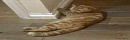 Domestic Shorthair cats for sale: Ginger Kitten for sale in Orpington - Advert 2