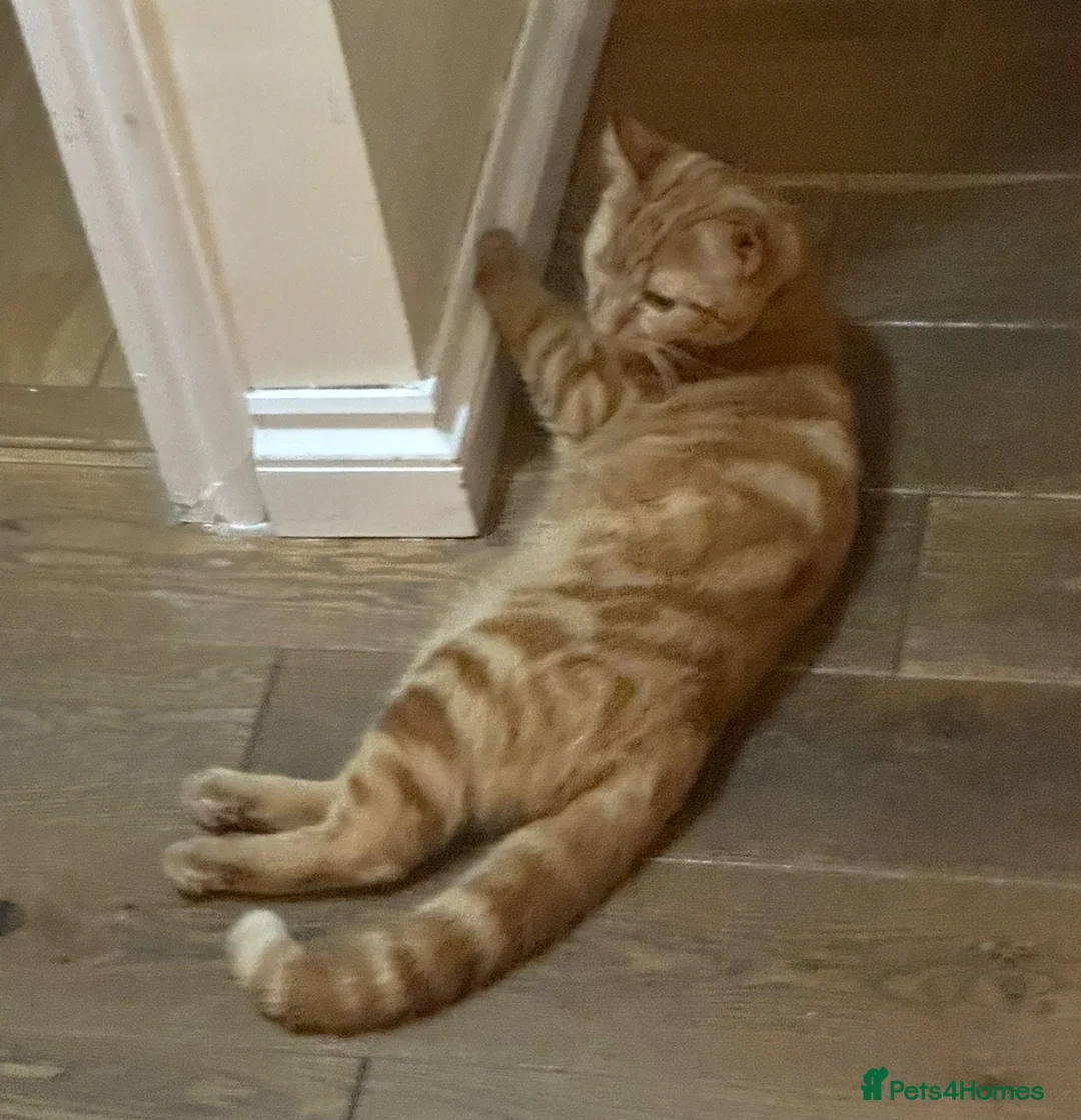 Domestic Shorthair cats for sale: Ginger Kitten for sale in Orpington - Advert 2