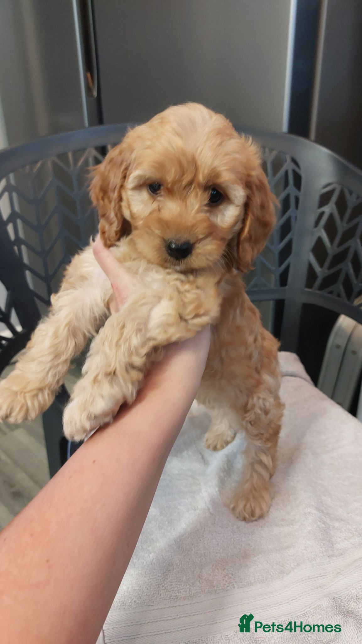 Cockapoo dogs cockapoos - Advert 6