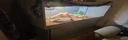 Bearded Dragon reptiles for sale: Bearded Dragon with custom made vivarium  - Advert 5