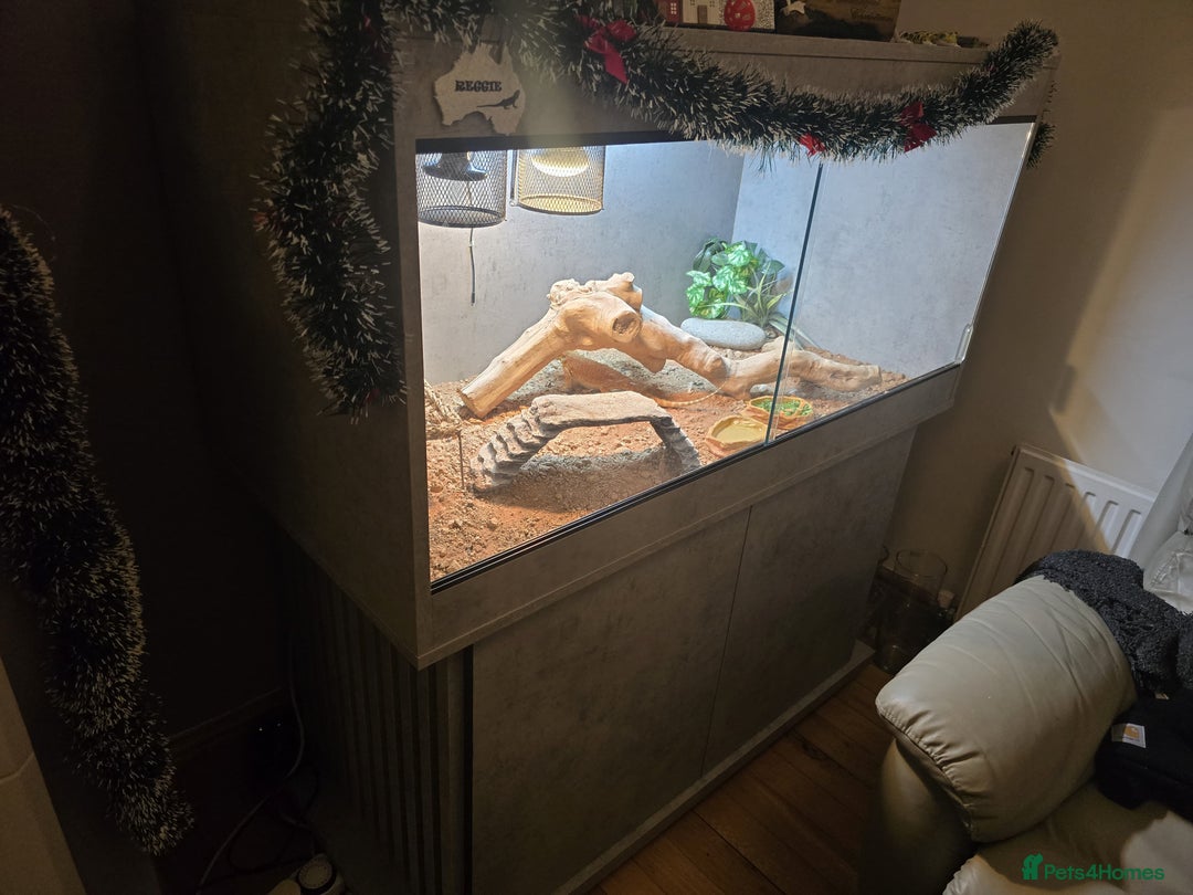 Bearded Dragon reptiles for sale: Bearded Dragon with custom made vivarium  - Advert 5