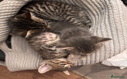 Mixed Breed cats for sale: 7 Gorgeous mixed kittens - Image 21