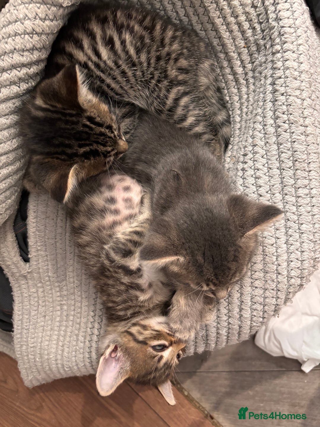 Mixed Breed cats for sale: 7 Gorgeous mixed kittens - Image 21