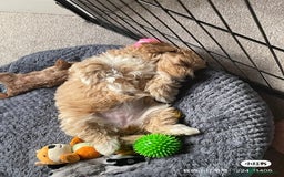 Maltipoo dogs for sale: Cute Maltipoo Girl - Image 10