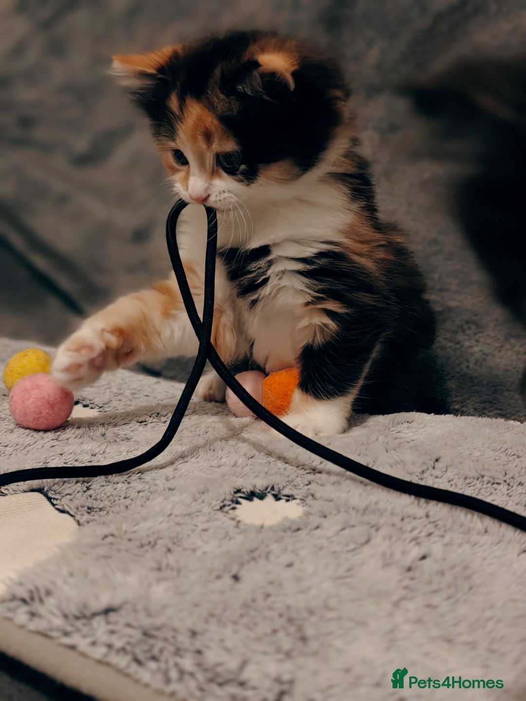 British Longhair cats for sale: British Longhair Cross Kittens  - Advert 3