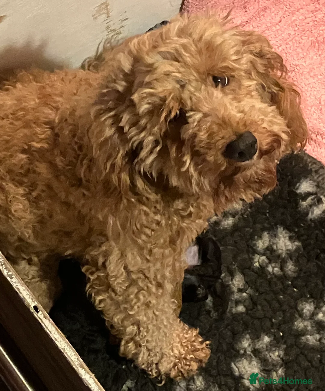 Cockapoo dogs for sale: COCKAPOO PUPPIES RED & BLACK in CAMBRIDGESHIRE  - Advert 14