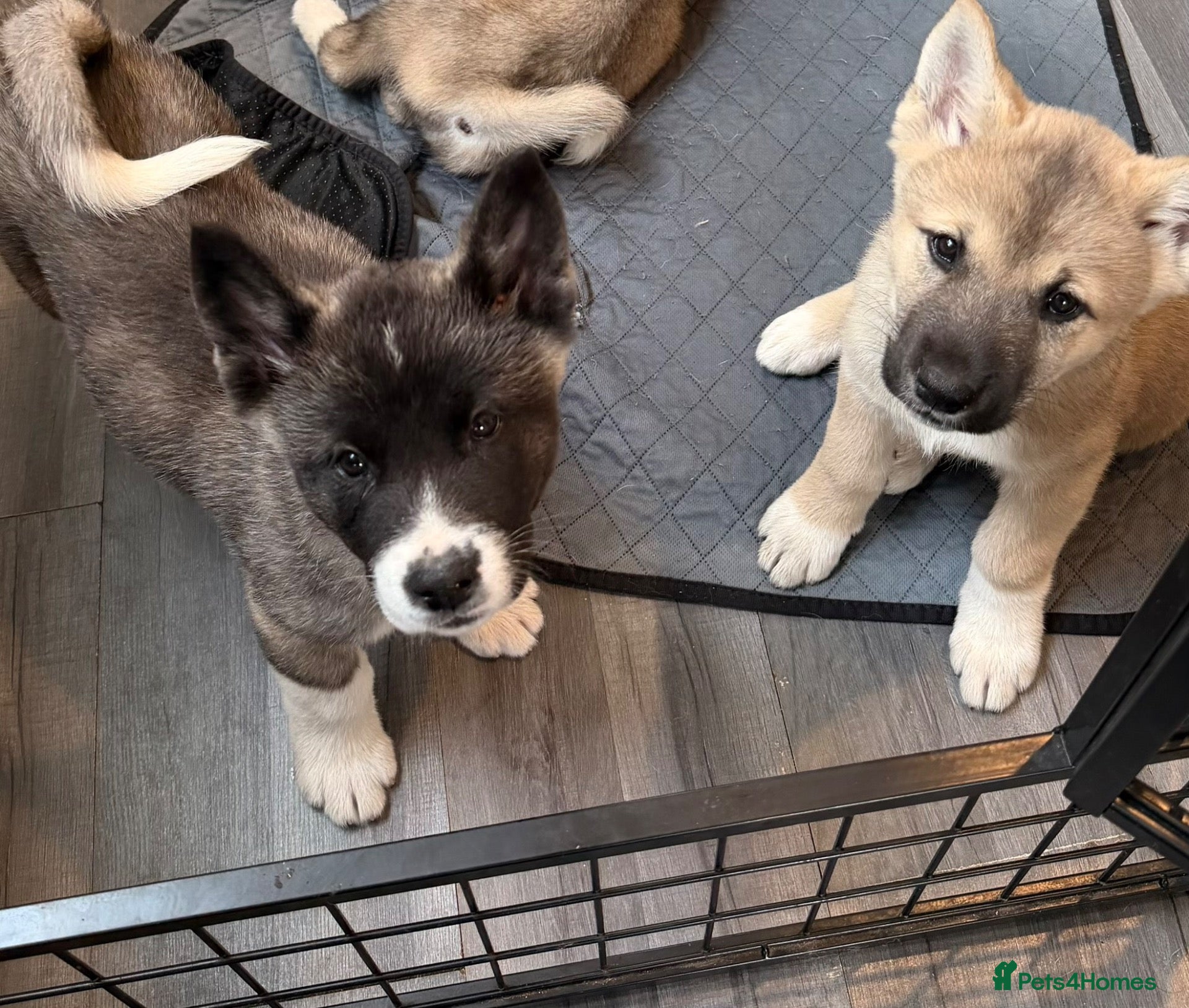 Akita dogs American Akita Puppies (Ready to leave) - Advert 13