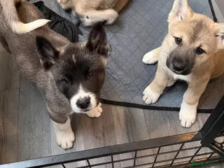 Akita dogs American Akita Puppies (Ready to leave) - Advert 13