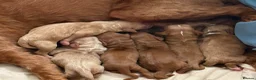 Australian Labradoodle dogs for sale: Outstanding 5 🌟🌟 Australian labradoodle litter  - Advert 4