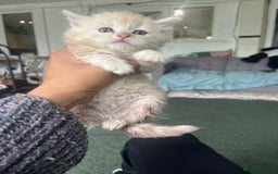 Mixed Breed cats for sale: British longhair cross kittens  - Image 12
