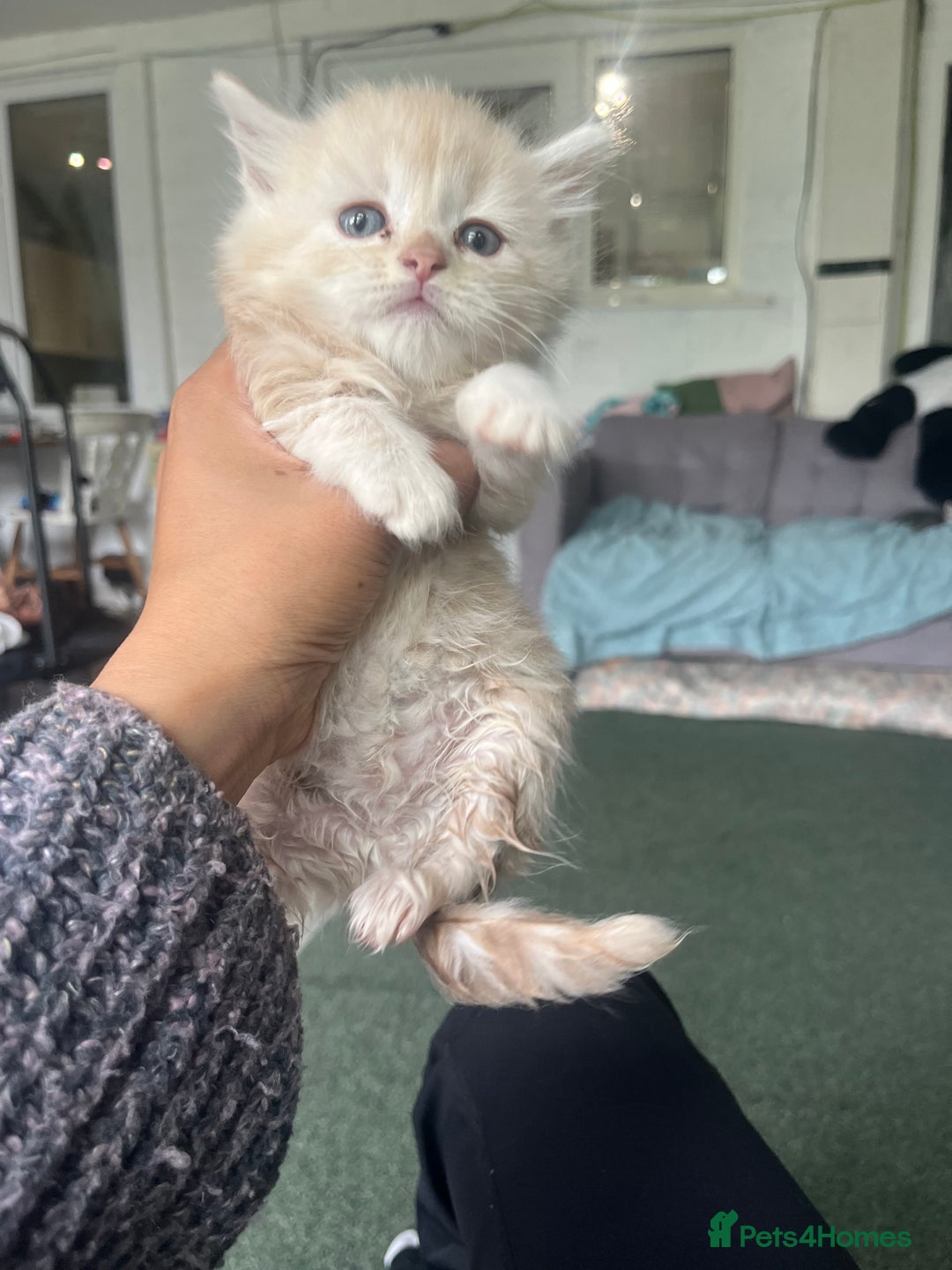 Mixed Breed cats for sale: British longhair cross kittens  - Image 12