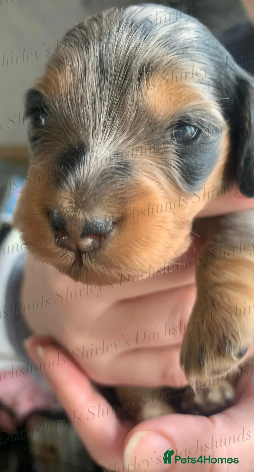 Miniature Dachshund dogs for sale: Longhaired Miniature Dachshunds KC Registered  - Advert 19