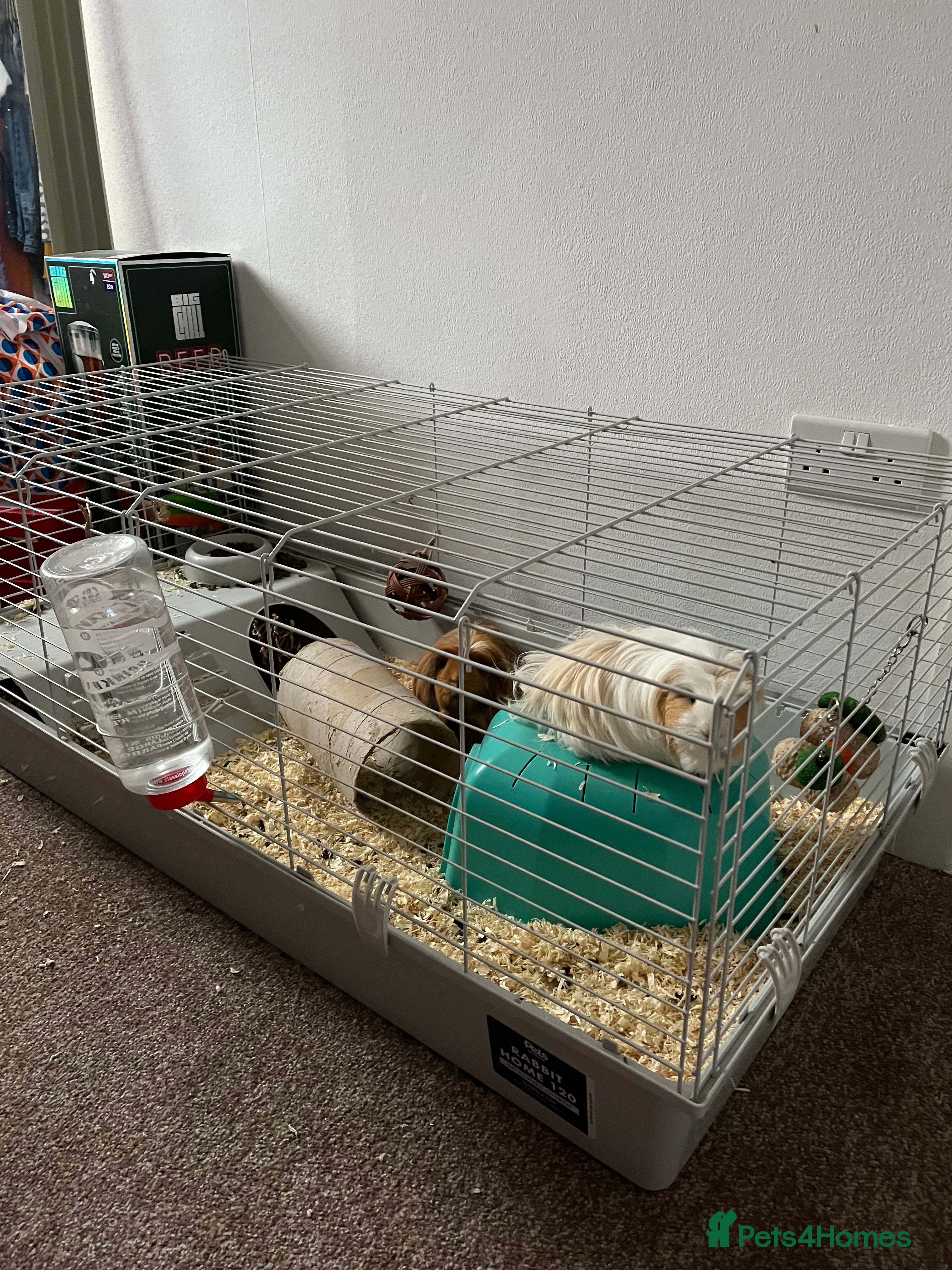 Guinea Pig rodents Guinea Pigs - Advert 1