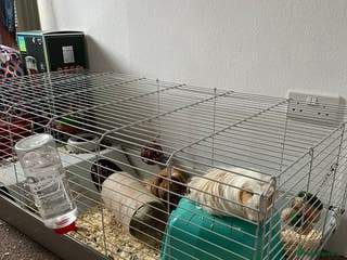 Guinea Pig rodents Guinea Pigs - Advert 2