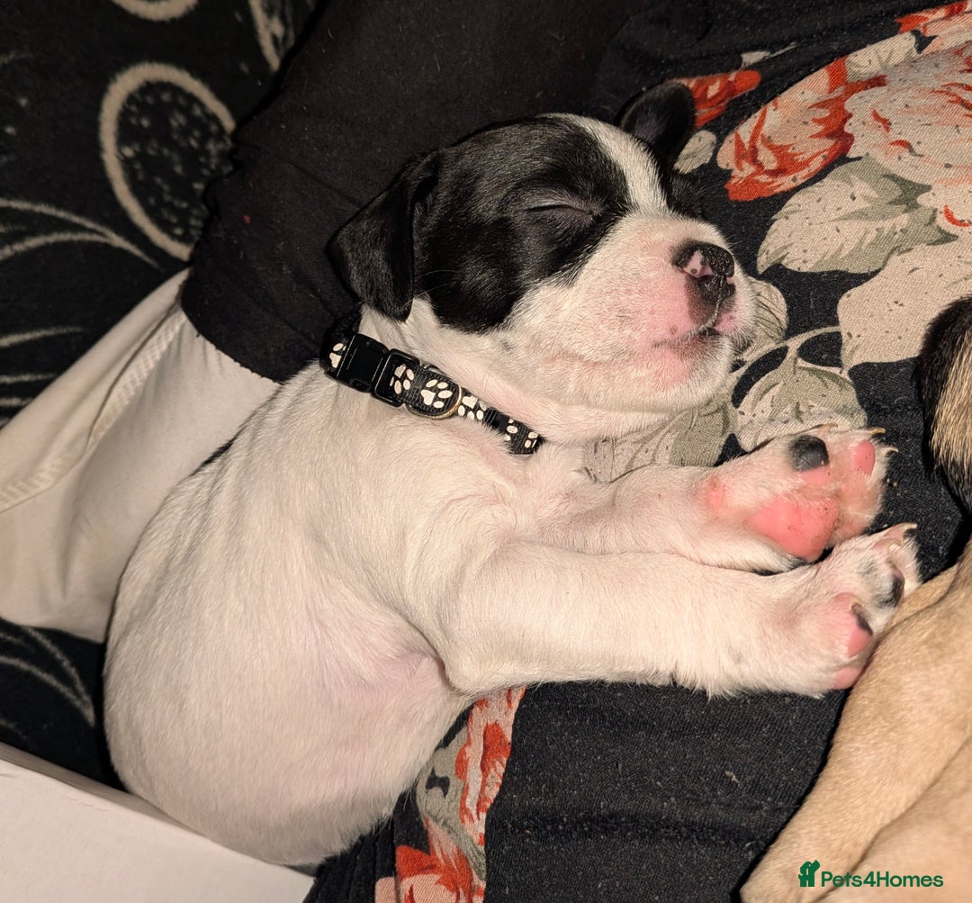 Mixed Breed dogs for sale: Little Boy Northern Ireland  - Advert 19