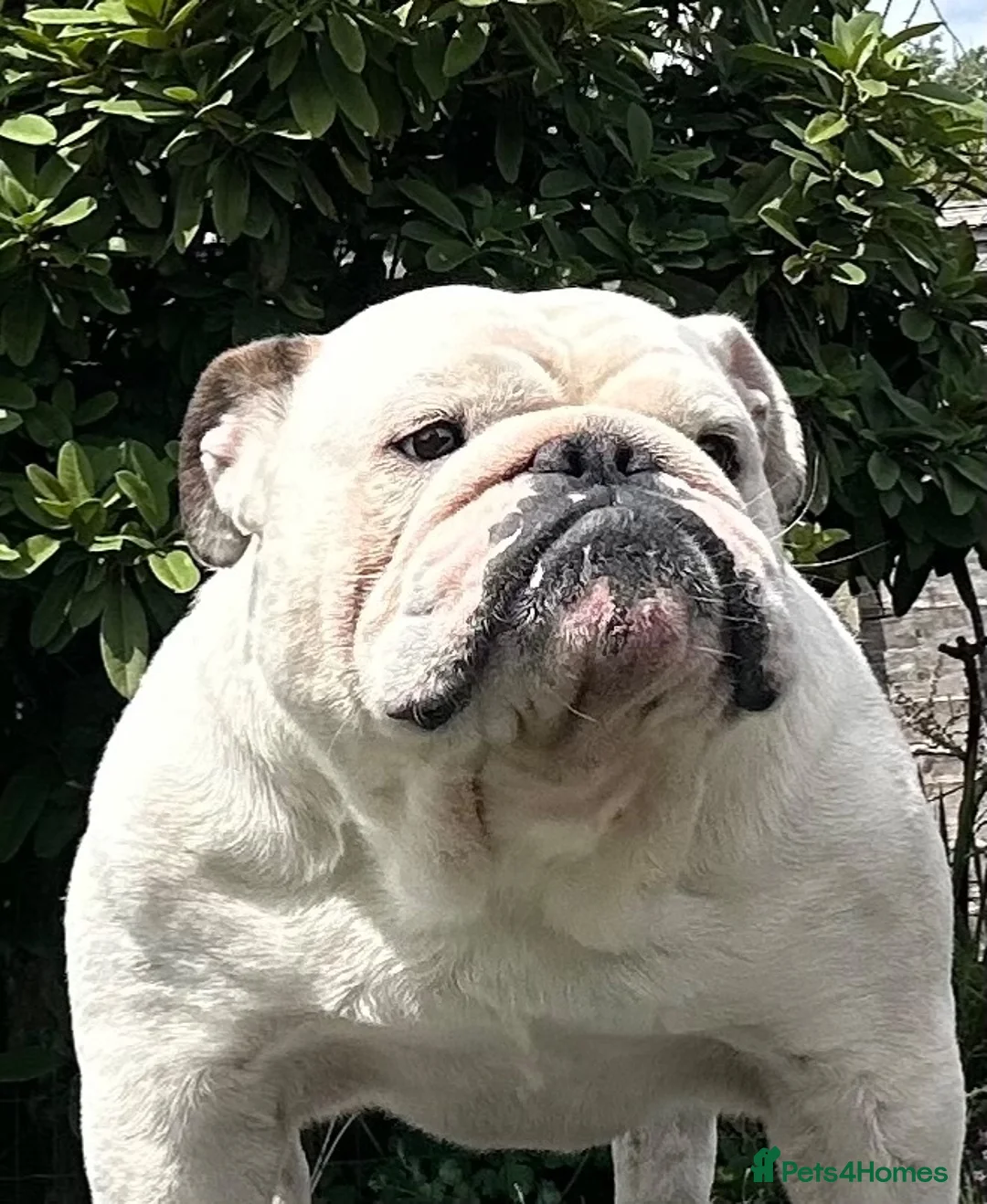 English Bulldog dogs for sale: Standard male Bulldog 2yrs old - Advert 2