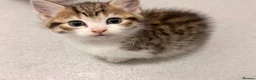 Mixed Breed cats for sale: Bengal cross - Advert 7