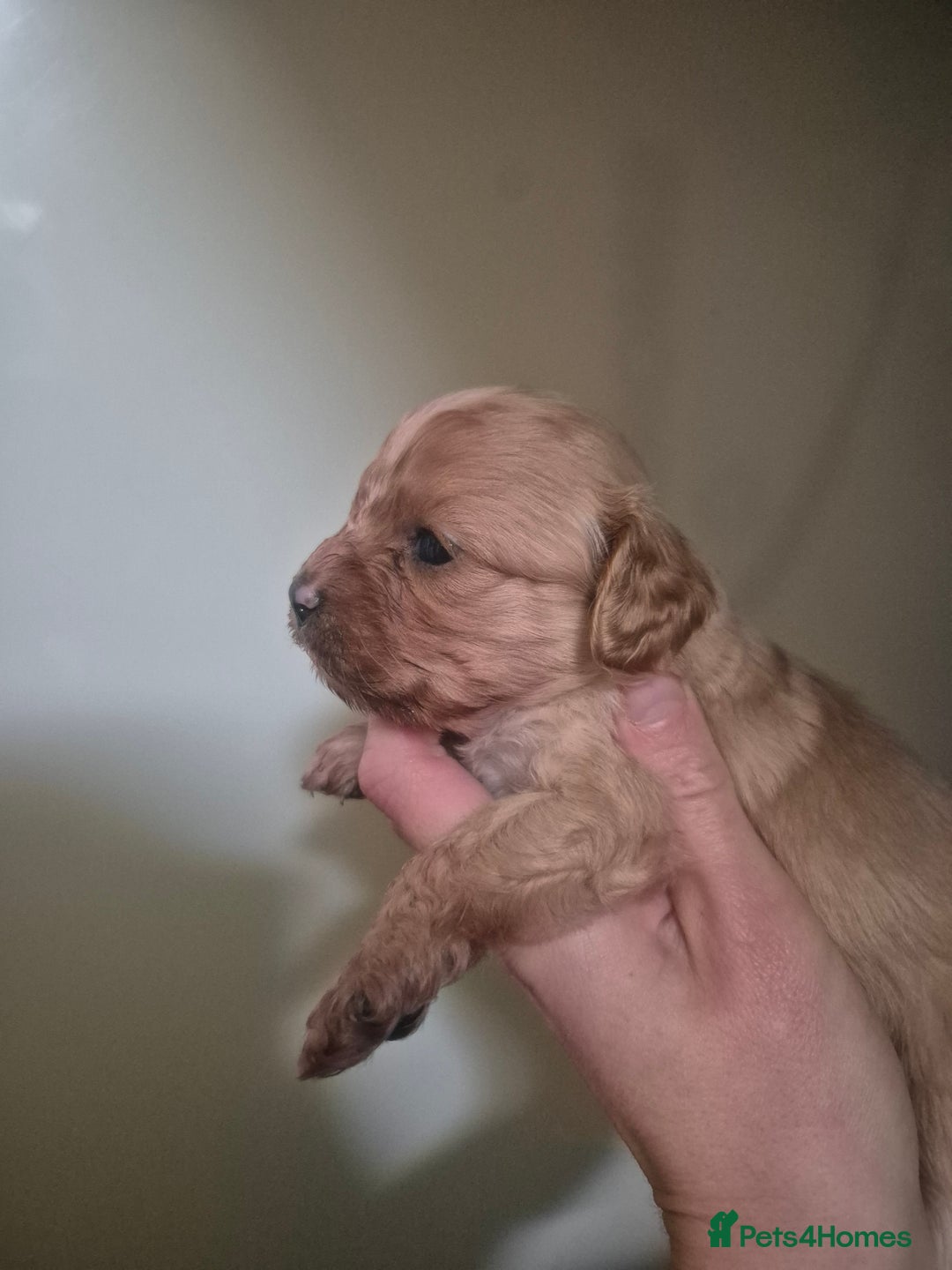 Cavapoo dogs for sale: Cavapoo babies - ready end nov - Image 6