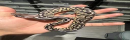 Python Snake reptiles for sale: Royal Python babies for sale…Various morphs. in Crewe - Advert 12