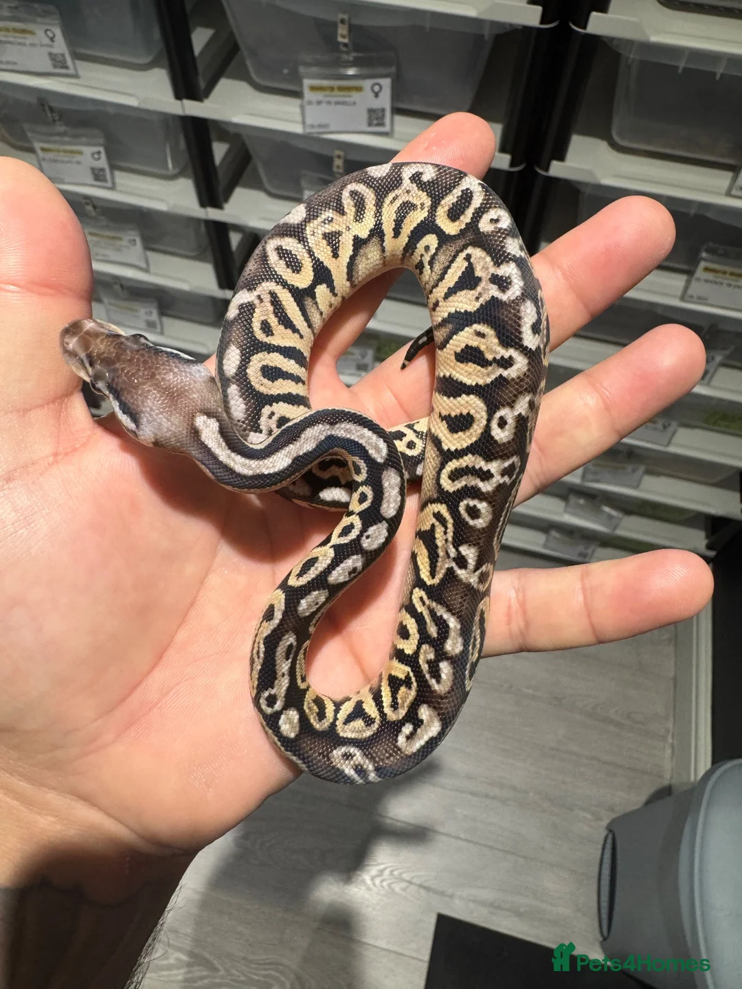 Python Snake reptiles for sale: Royal Python babies for sale…Various morphs. in Crewe - Advert 12