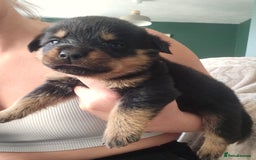 Rottweiler dogs for sale: 12 beautiful puppies  - Image 8