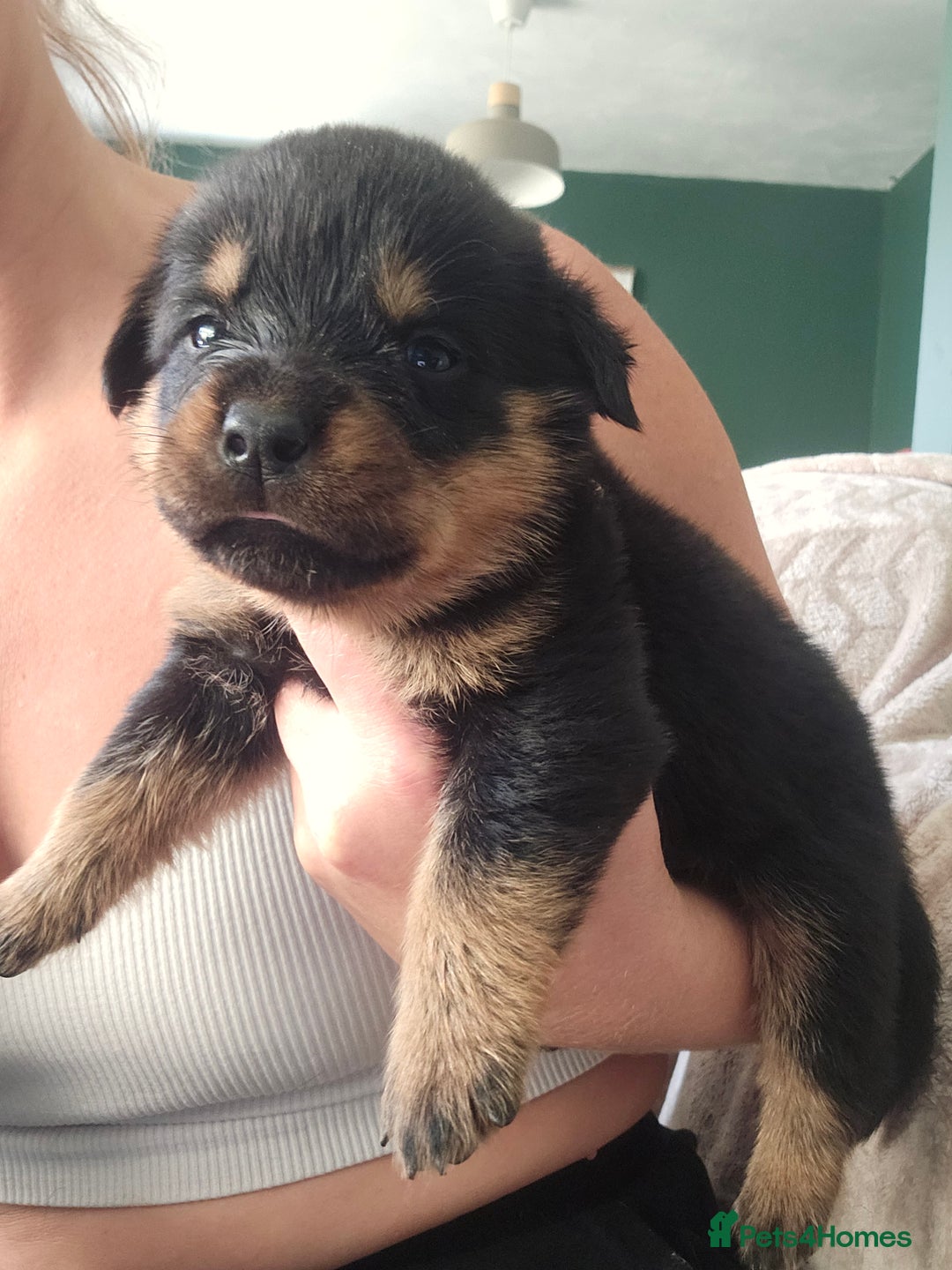 Rottweiler dogs for sale: 12 beautiful puppies  - Image 8