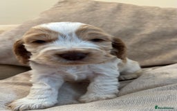 Cocker Spaniel dogs for sale: KC Reg Show Cocker Rizi Bizi bloodline Puppies - Image 5