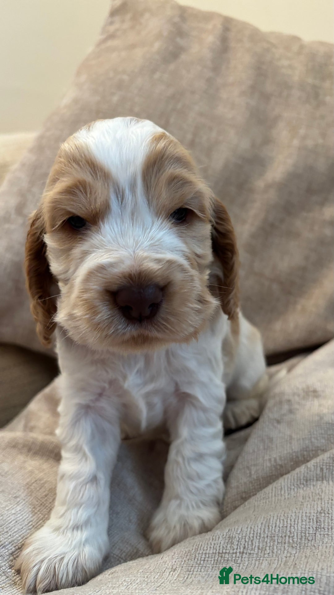 Cocker Spaniel dogs for sale: KC Reg Show Cocker Rizi Bizi bloodline Puppies - Image 5
