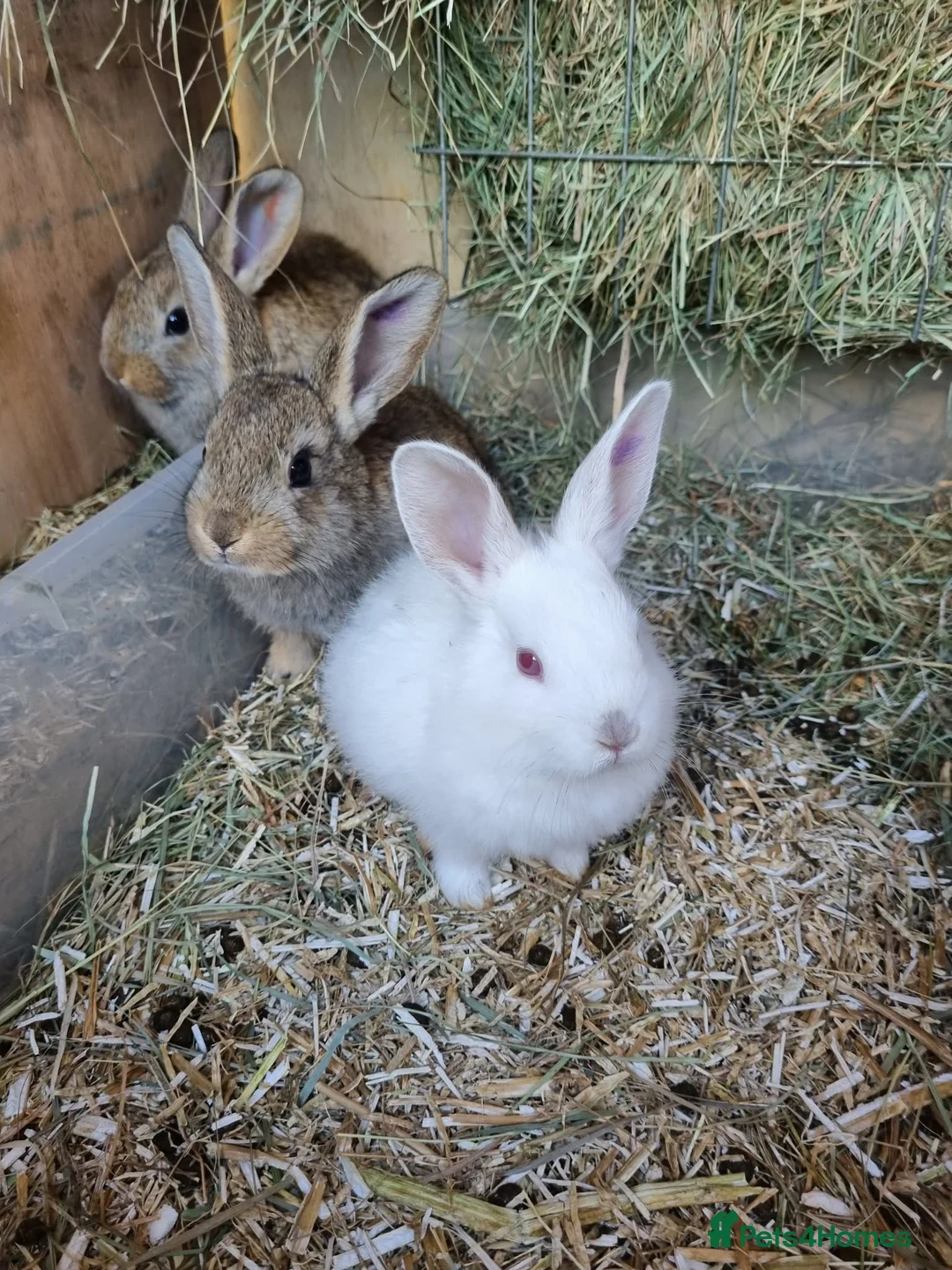 Mixed Breed rabbits for sale: Mixed Breed Bunnies – Well Handled, Garden Raised - Advert 2
