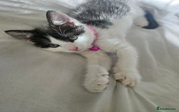 Domestic Shorthair cats for sale: Kittens ready to go - Image 3