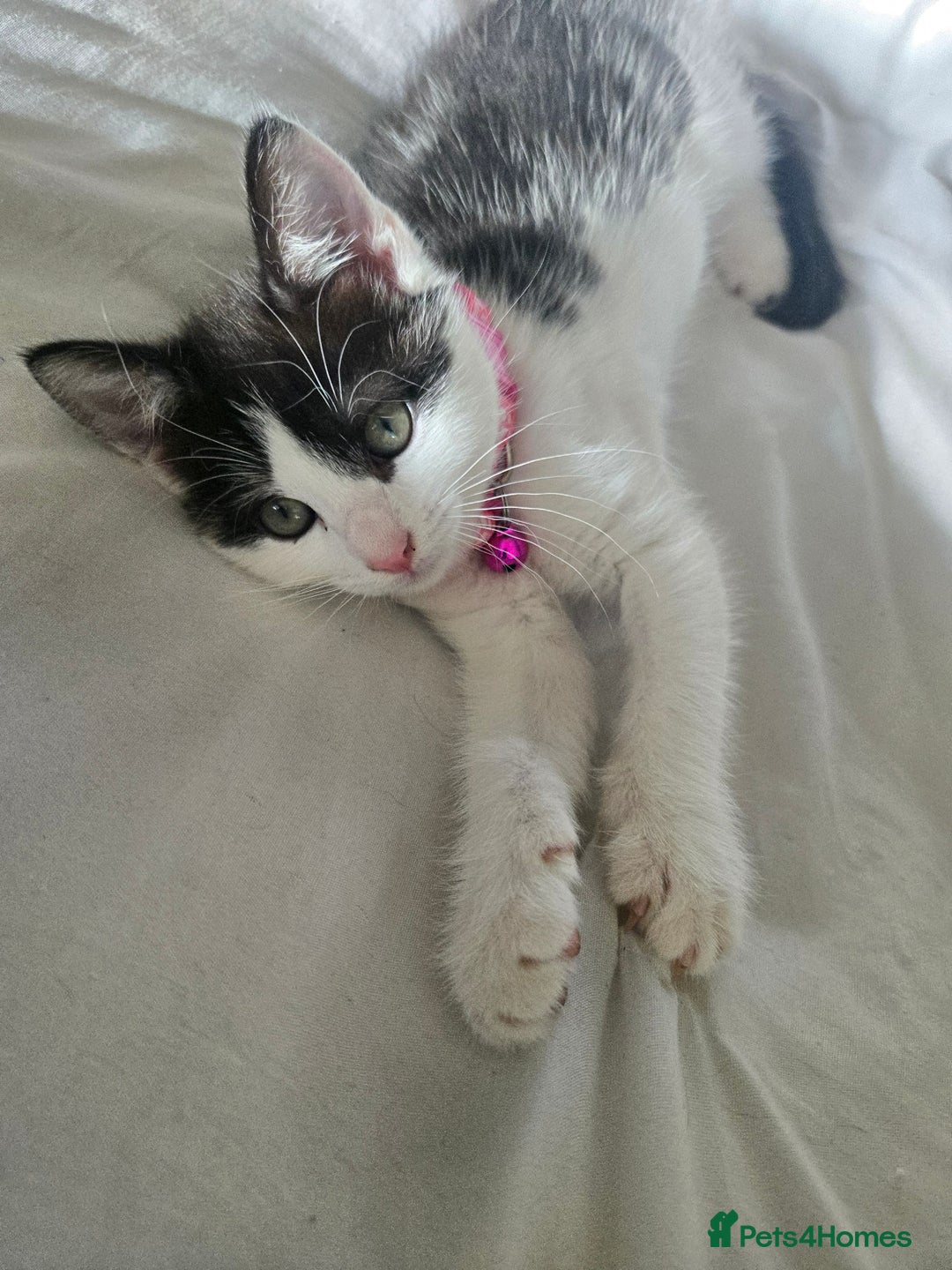 Domestic Shorthair cats for sale: Kittens ready to go - Image 3