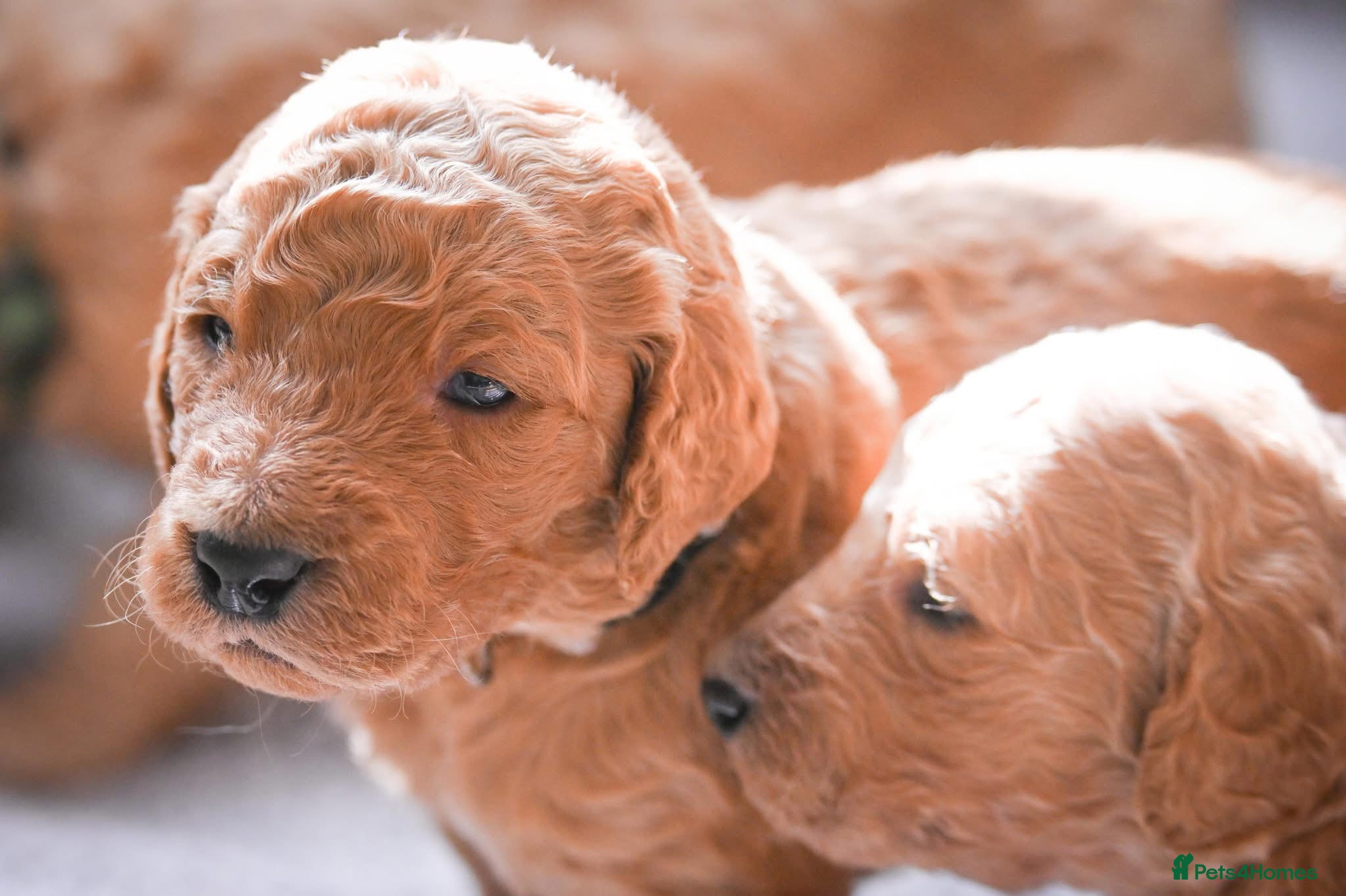 Double Doodle dogs for sale: Beautiful double/golden doodles from family pet - Advert 12
