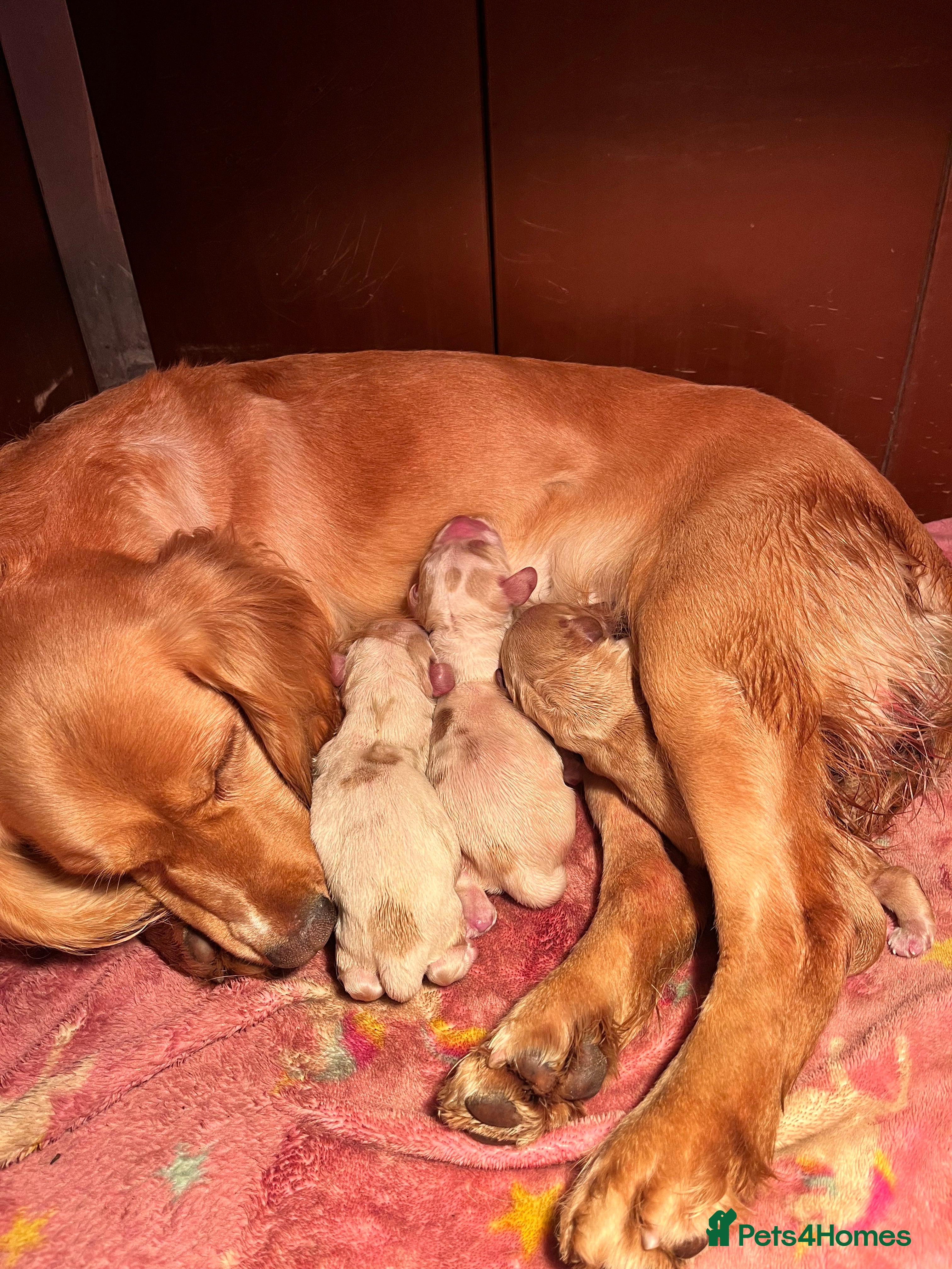 Cocker Spaniel dogs Kc cocker spaniel - Advert 1