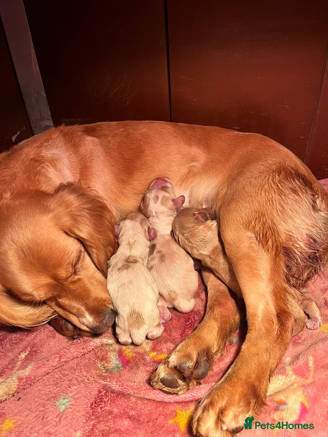 Cocker Spaniel dogs for sale: Kc cocker spaniel - Advert 1