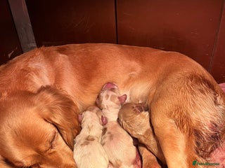 Cocker Spaniel dogs Kc cocker spaniel - Advert 1