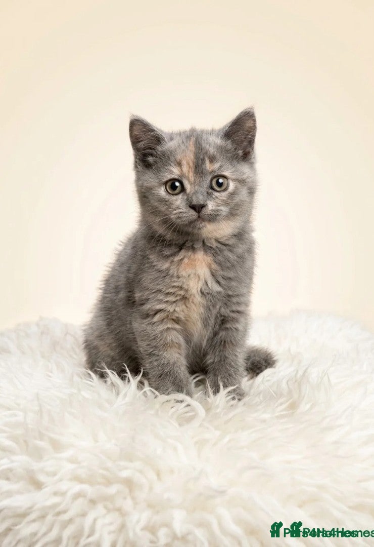 Mixed Breed cats 3 kittens  - Advert 5