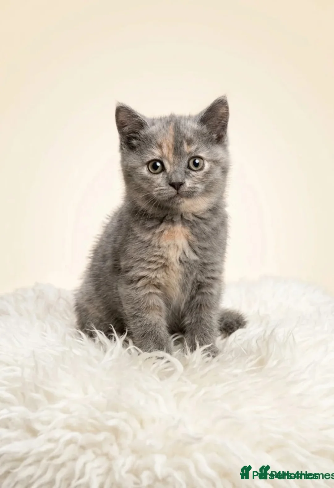 Mixed Breed cats for sale: 3 kittens  in Manchester - Advert 1