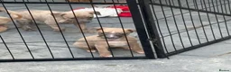 Whippet dogs for sale: Beautiful Blue brindle whippets for sale  - Advert 9