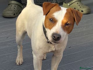 Jack Russell dogs Jack the jack russell for stud in Rotherham - Advert 6