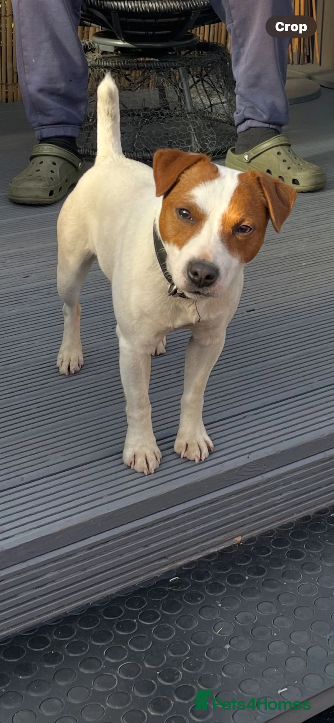 Jack Russell dogs for stud: Jack the jack russell for stud in Rotherham - Advert 1