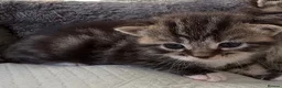Mixed Breed cats for sale: Beautiful fluffy mixed British Shorthair kittens  - Advert 2