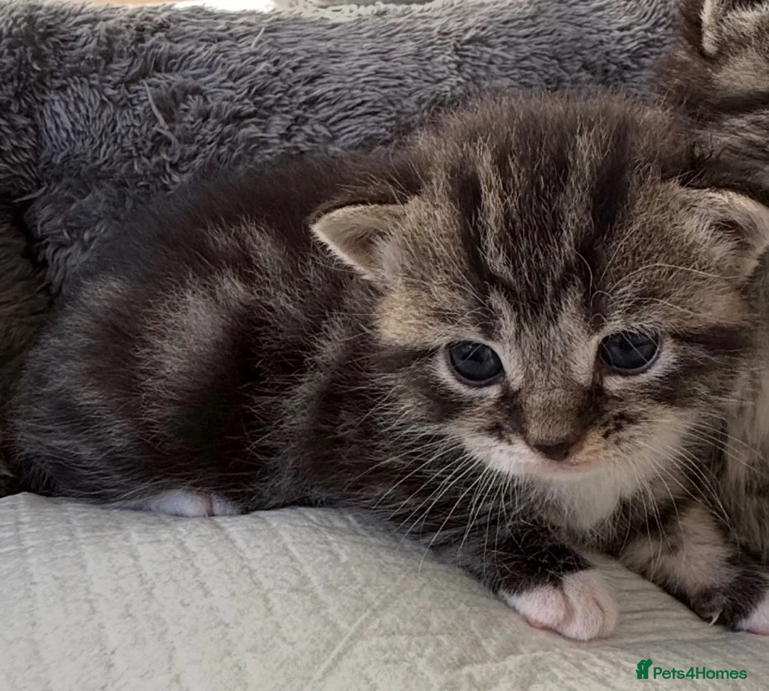 Mixed Breed cats for sale: Beautiful fluffy mixed British Shorthair kittens  - Advert 2