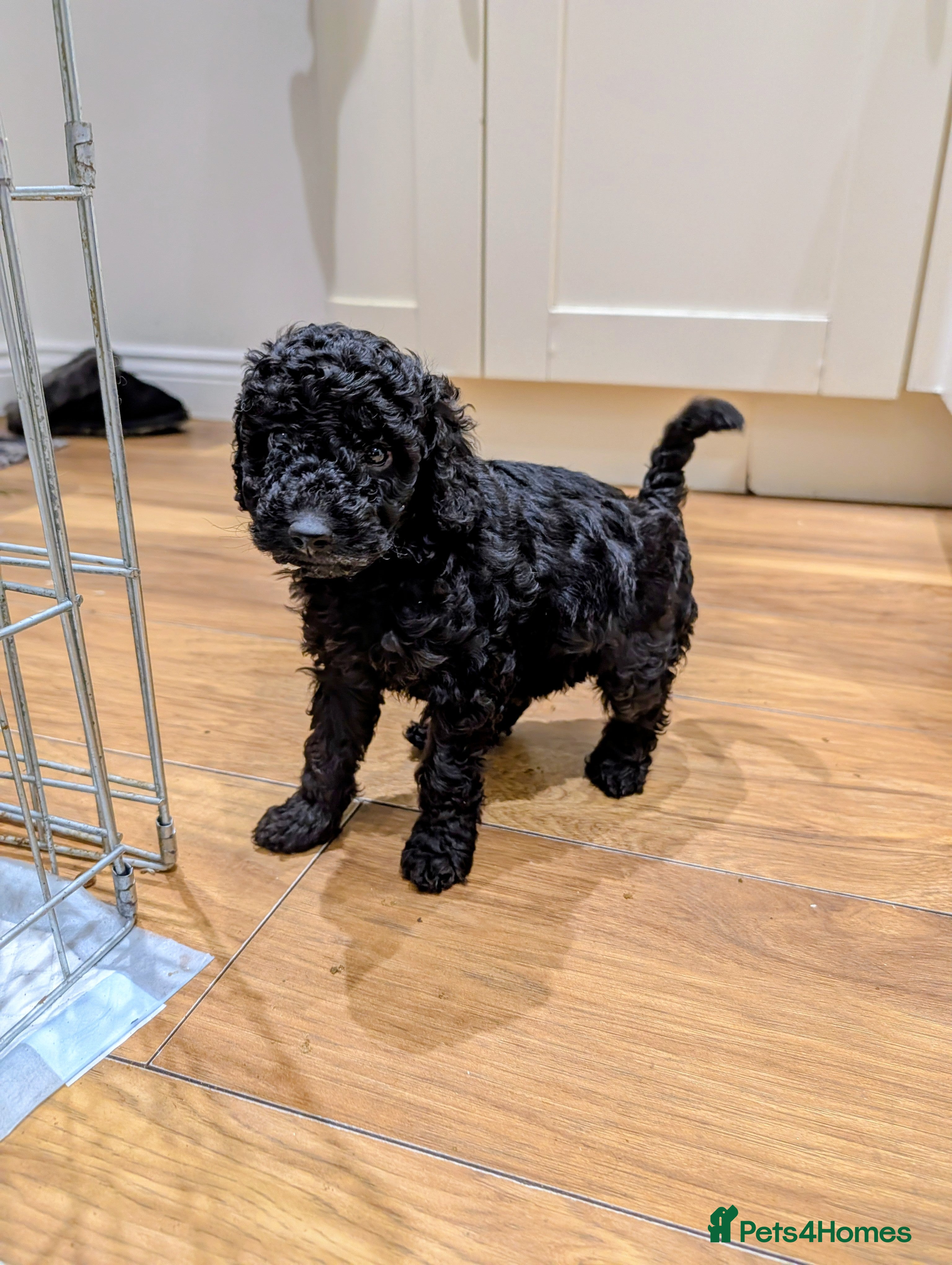 Sheepadoodle dogs Sheepadoodle - Advert 2