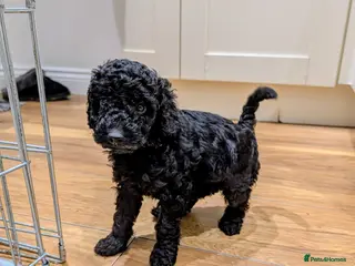 Sheepadoodle dogs Sheepadoodle - Advert 4