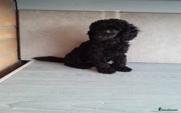 Toy Poodle dogs for sale: Stunning Toy Poodle puppys in London - Image 7