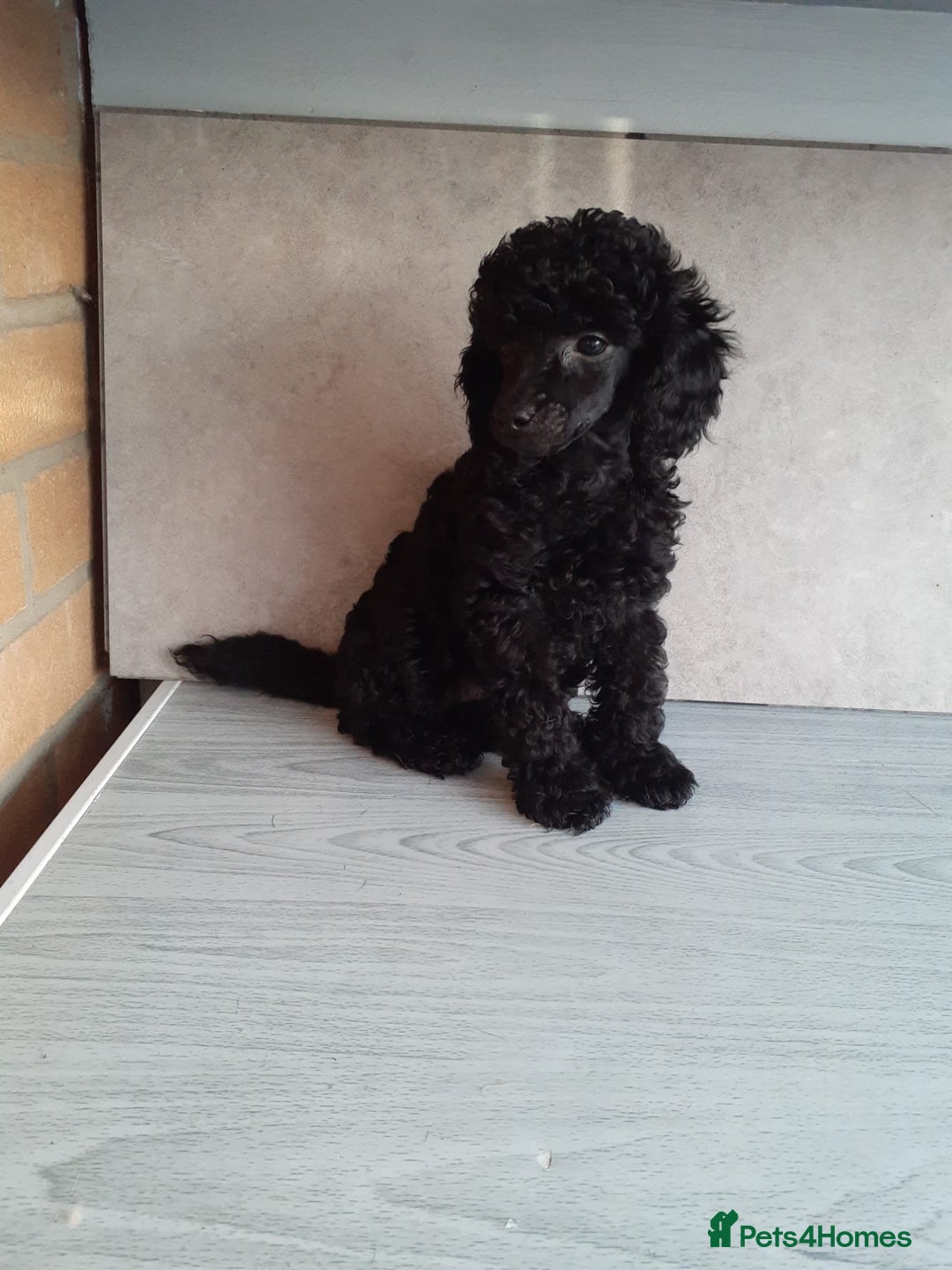 Toy Poodle dogs for sale: Stunning Toy Poodle puppys in London - Image 7