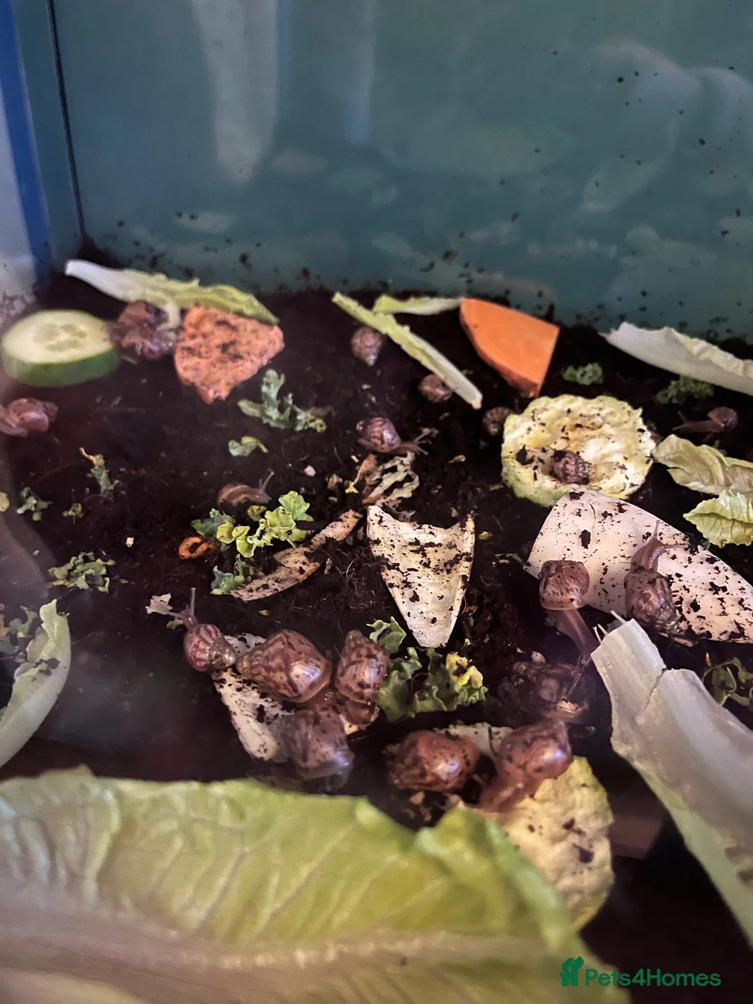 Snails invertebrates for sale: African Land Snails looking for new homes in Peterborough - Advert 2