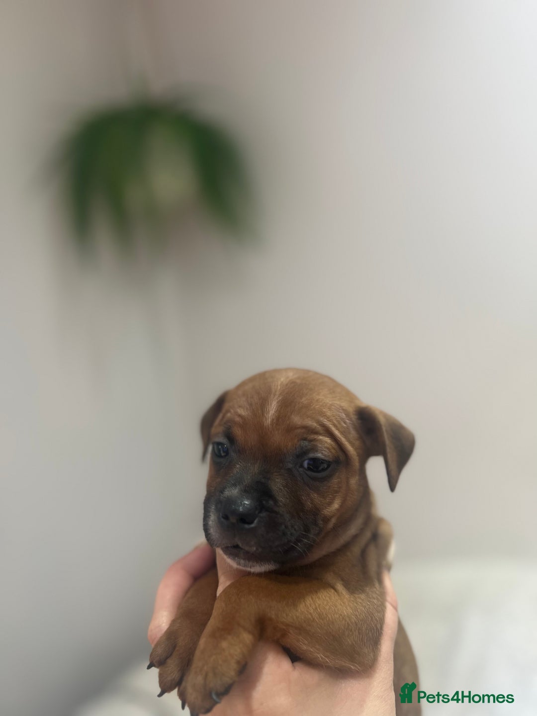 Staffordshire Bull Terrier dogs for sale: Red Staffordshire bull terrier puppies ❤️🐾 - Image 10
