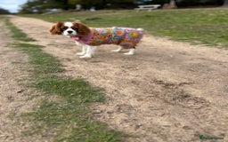 Cavalier King Charles Spaniel dogs for sale: 1 yr old Cavalier King Charles-Loving Home Needed - Advert 3